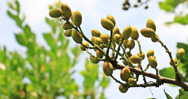 Guía completa: Cómo sembrar pistachos y cultivar tu propio huerto de este delicioso fruto