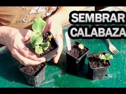 Guía completa: Cómo sembrar semillas para asegurar un cultivo exitoso