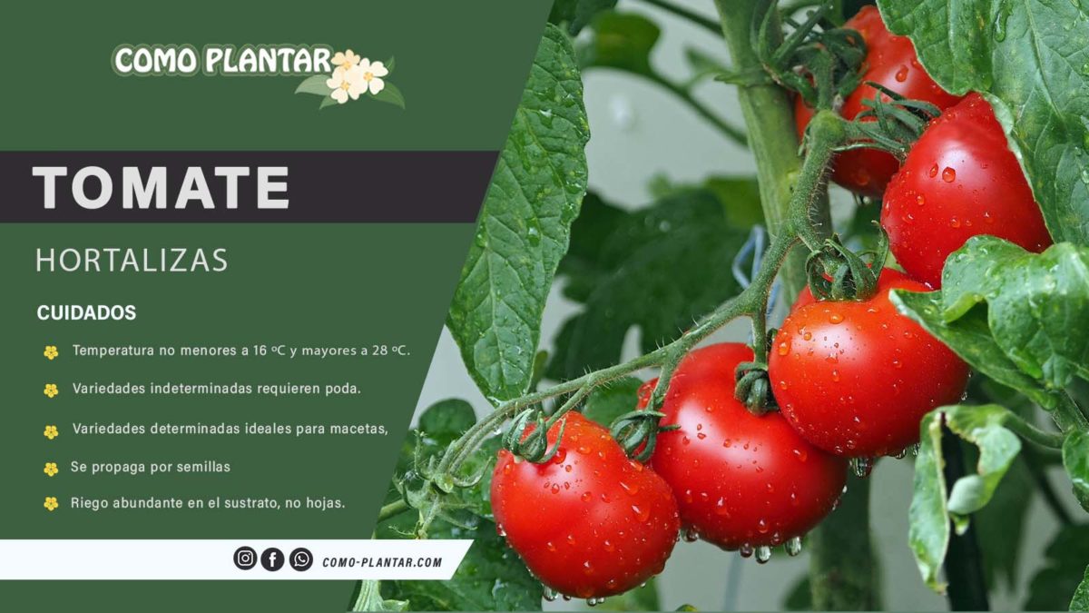 Guía completa: Cómo sembrar tomate y obtener una cosecha abundante