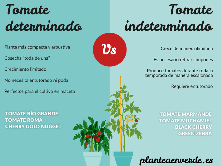 Guía completa: Cómo sembrar tomates desde cero y obtener una cosecha abundante