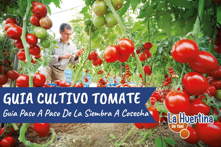 Guía completa: Cómo sembrar tomates en casa con semillas