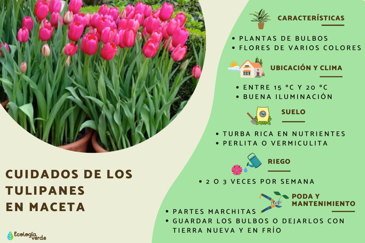 Guía completa: Cómo sembrar tulipanes en maceta y disfrutar de su belleza en casa