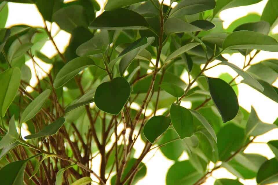 Guía completa: Cómo sembrar un ficus y disfrutar de su belleza en casa