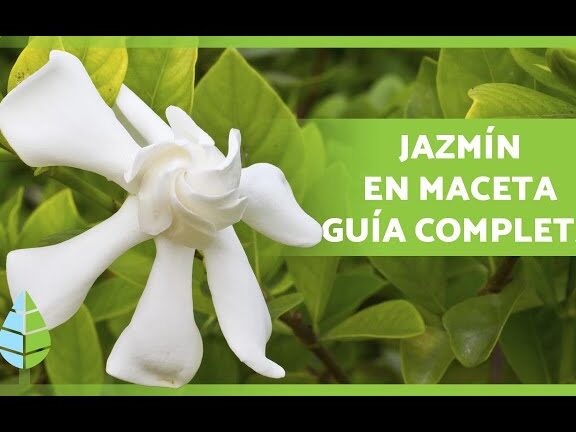 Guía completa: Cómo sembrar un jazmín y disfrutar de su fragancia en tu jardín