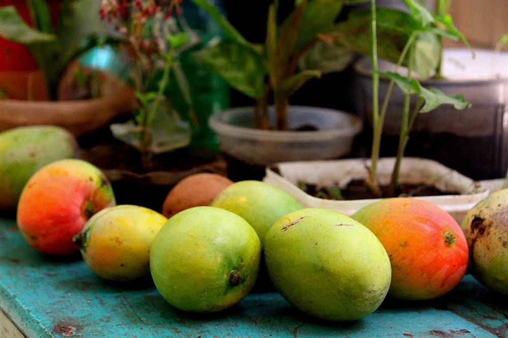 Guía completa: Cómo sembrar un mango en maceta y disfrutar de deliciosas frutas en tu hogar