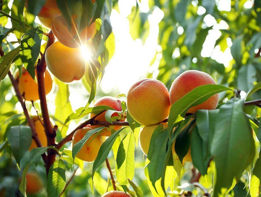 Guía completa: cómo sembrar un melocotonero y disfrutar de tus propios frutos