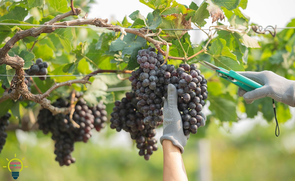 Guía completa: Cómo sembrar una parra y disfrutar de uvas deliciosas en casa