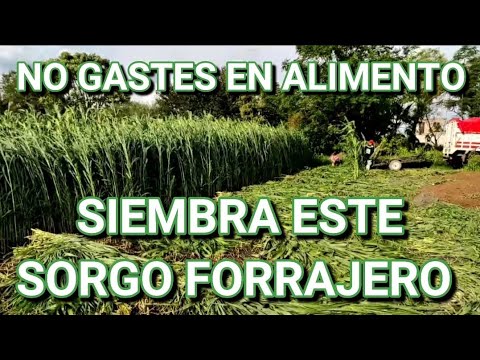 Guía completa: Cómo sembrar una pradera ideal para el ganado