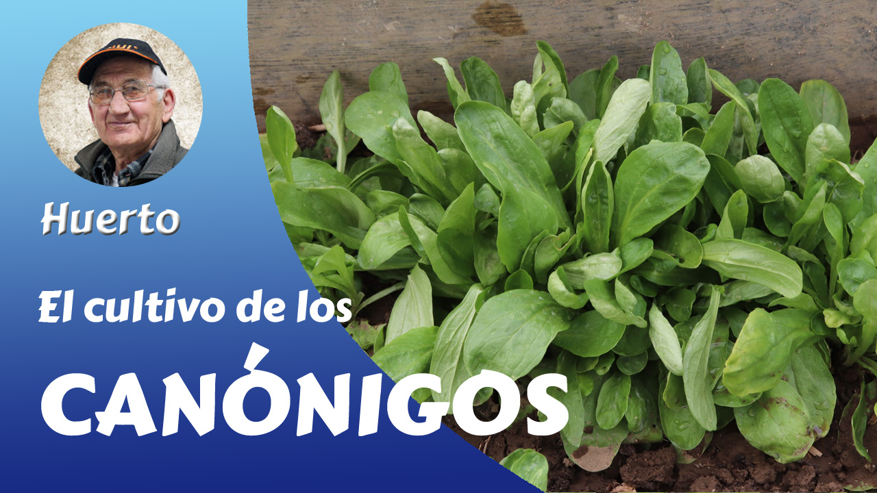 Guía completa: Cómo sembrar y cultivar canónigos en tu huerto