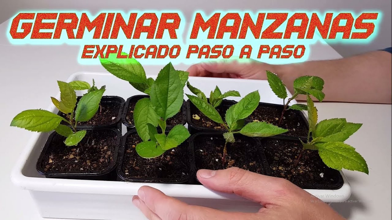 Guía completa: Cómo sembrar y cultivar manzanas en casa