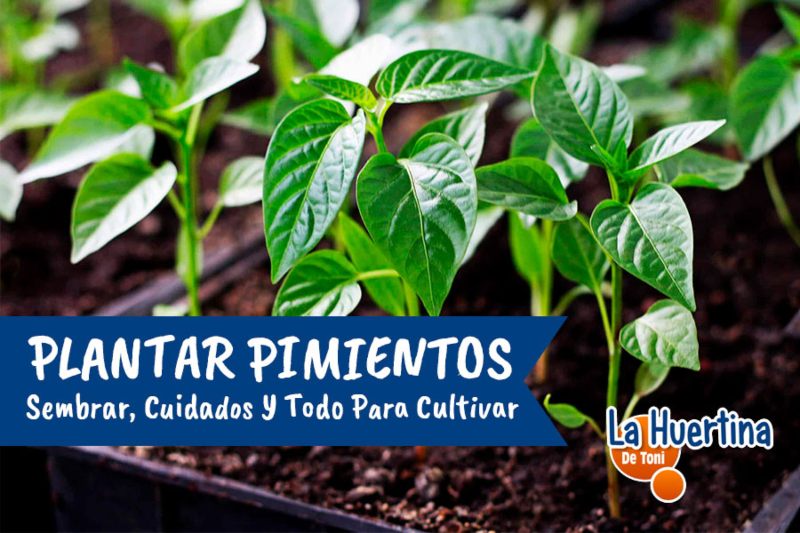 Guía completa: Cómo sembrar y cultivar pimientos en casa