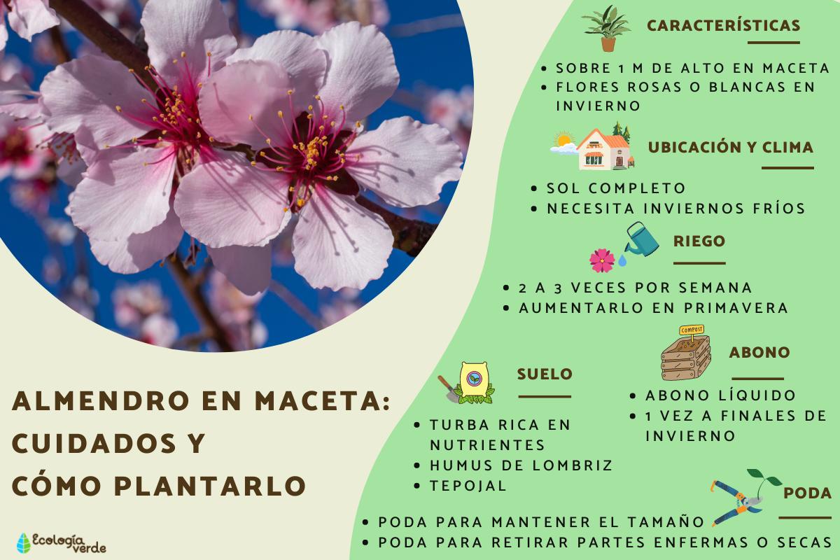 Guía completa: Cómo sembrar y cultivar un almendro en tu jardín