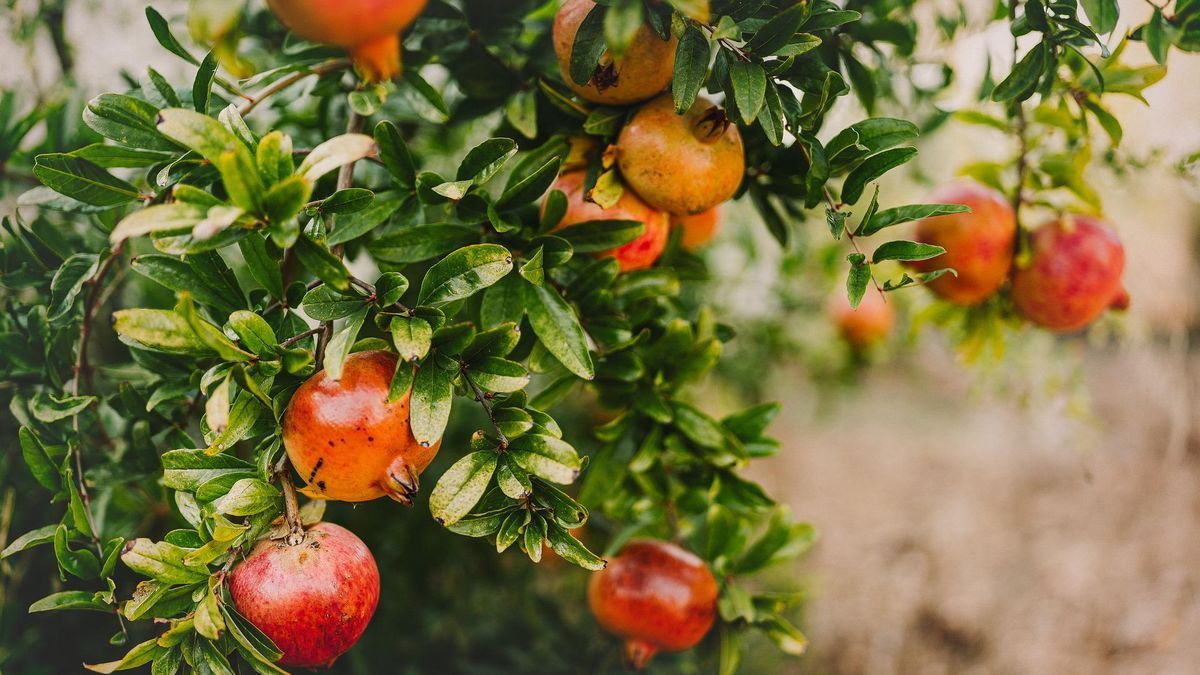 Guía completa: Cómo sembrar y cultivar un granado en tu propio huerto