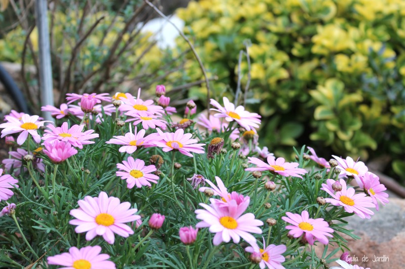 Guía completa: Cuándo sembrar margaritas y lograr un jardín floreciente