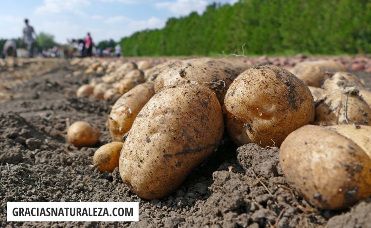 Guía completa: Cuándo sembrar patatas tardías para una cosecha exitosa