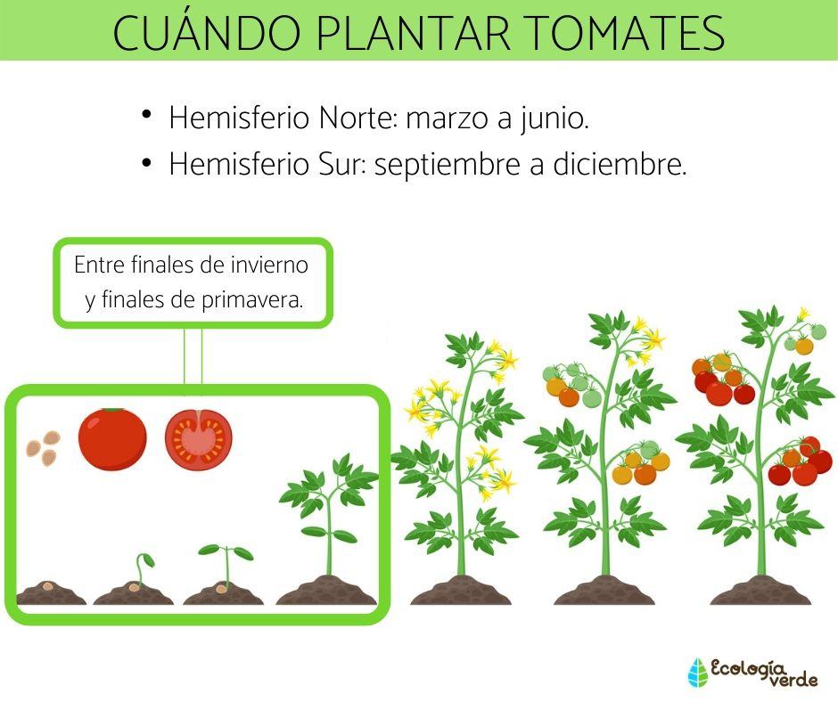 Guía completa: Cuándo sembrar tomates en Andalucía para una cosecha exitosa