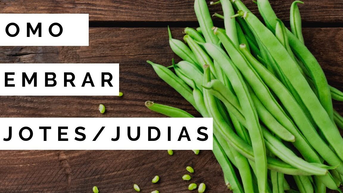 Guía completa: Cuándo y cómo sembrar alubias en tu jardín