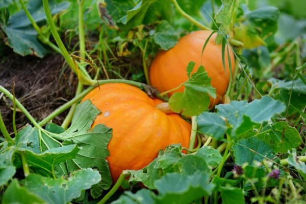 Guía completa: Cuándo y cómo sembrar calabazas en España para obtener una cosecha espectacular