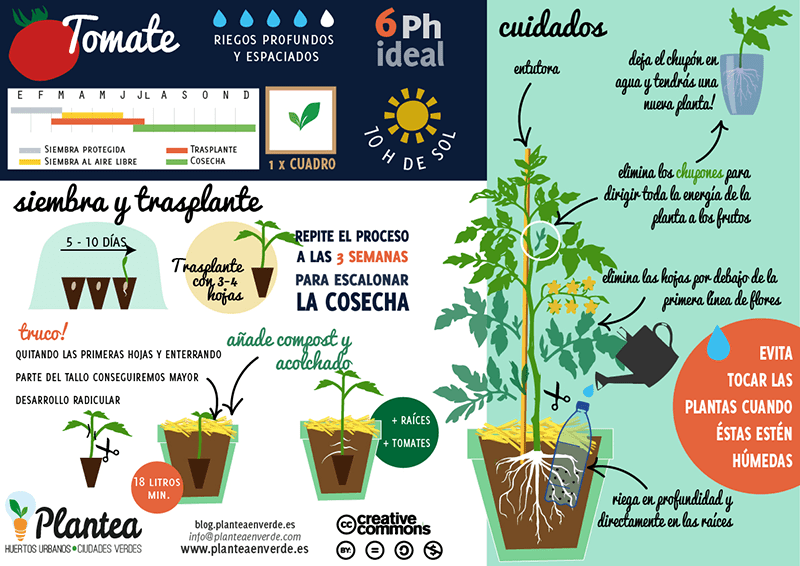 Guía completa de plantas de tomates para sembrar: consejos y cuidados