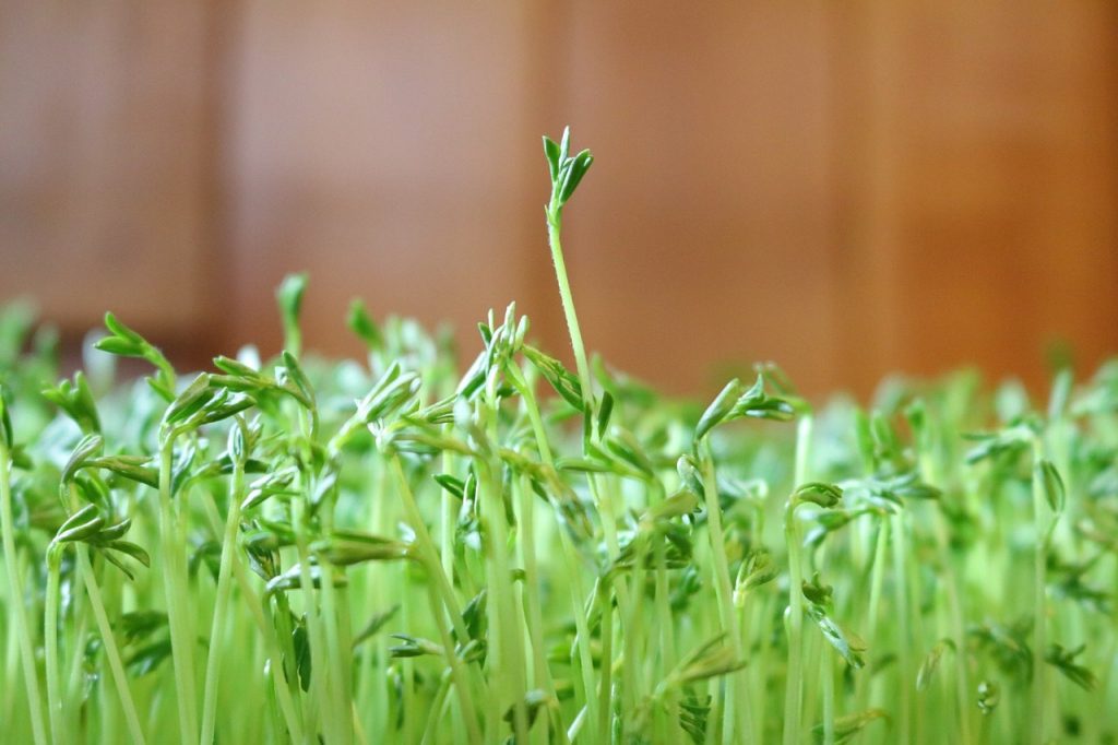 Guía completa para cultivar lentejas en maceta: consejos y cuidados para una planta saludable