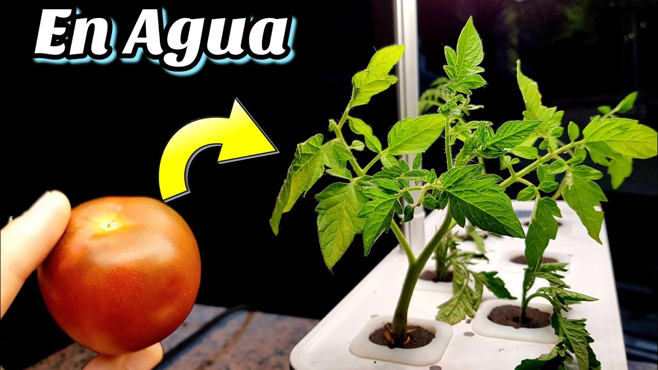 Guía completa para cultivar tomate hidropónico en casa: ¡Aprende a obtener cosechas saludables sin tierra!