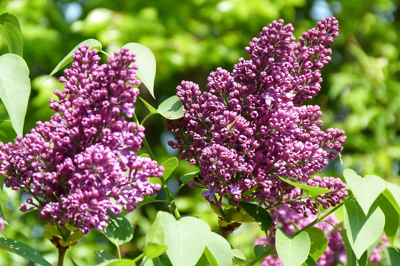 Guía completa para cultivar y disfrutar de las hermosas flores del lilo