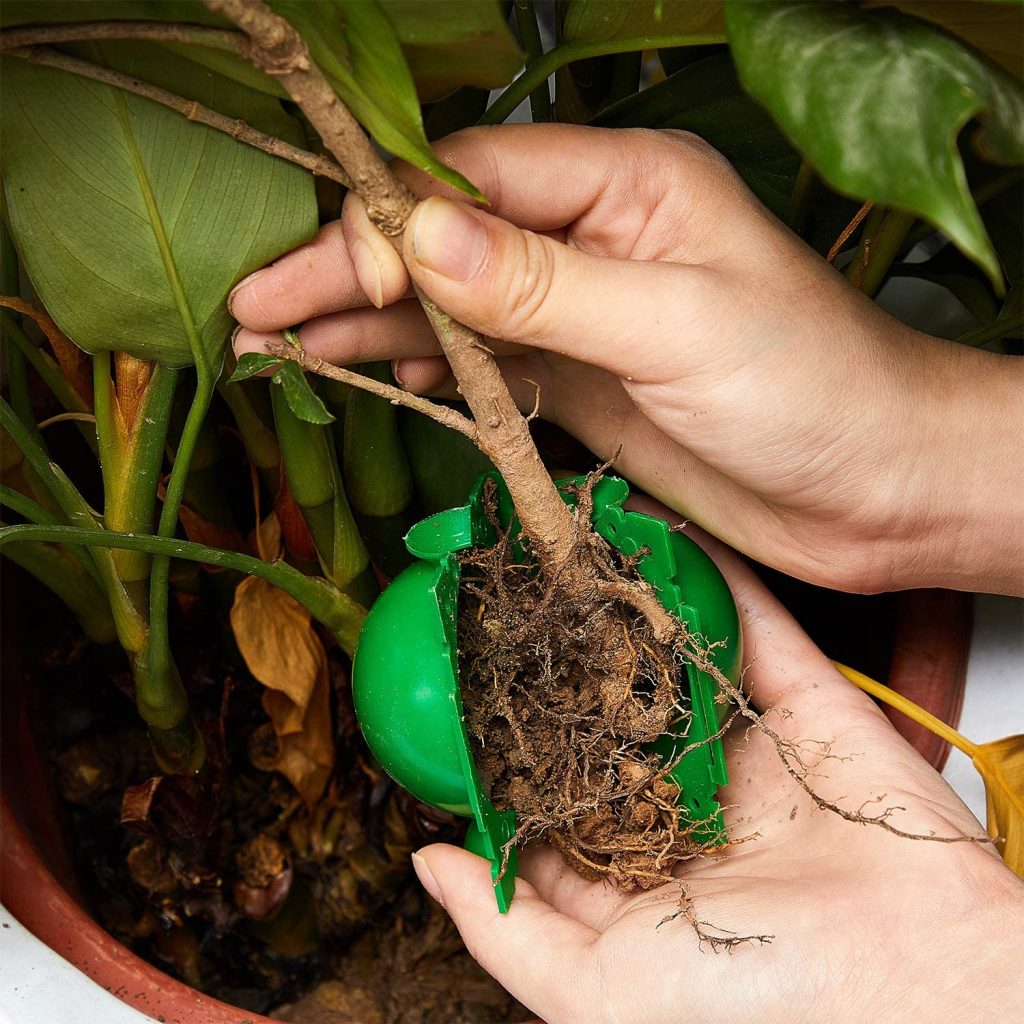 Guía completa para cultivar y germinar la semilla del pino en casa