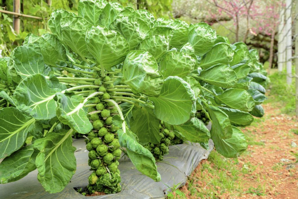 Guía completa para la plantación y cuidado de coles de Bruselas