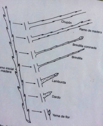 Guía completa para la poda del manzano: técnicas, consejos y recomendaciones