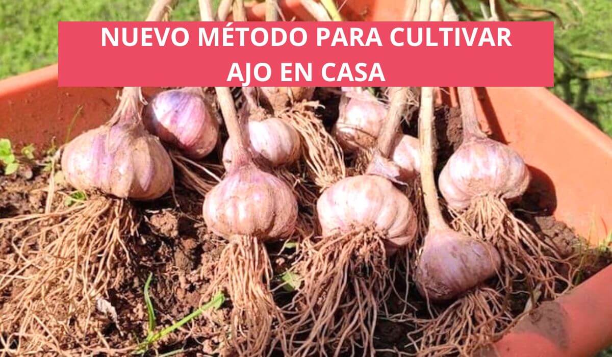 Guía completa para sembrar ajos en botellas: ¡Aprovecha al máximo tu espacio y cultiva tus propios ajos en casa!