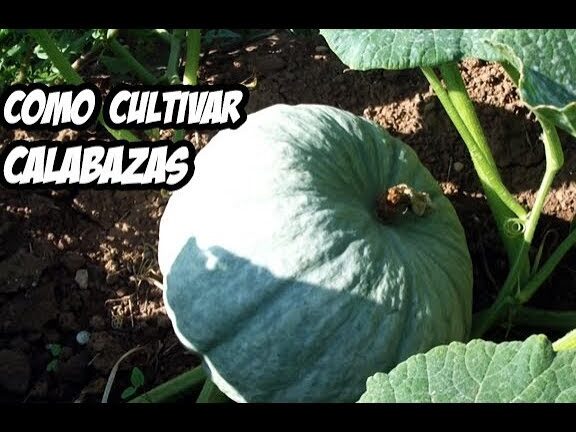 Guía completa para sembrar calabazas: todos los consejos y trucos que necesitas