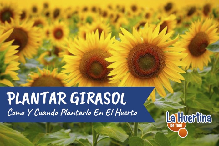 Guía completa para sembrar girasol: consejos, técnicas y cuidados