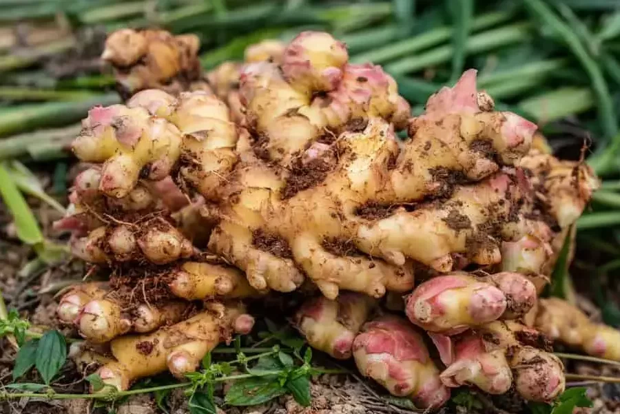 Guía completa para sembrar jengibre y cosechar tus propias raíces saludables