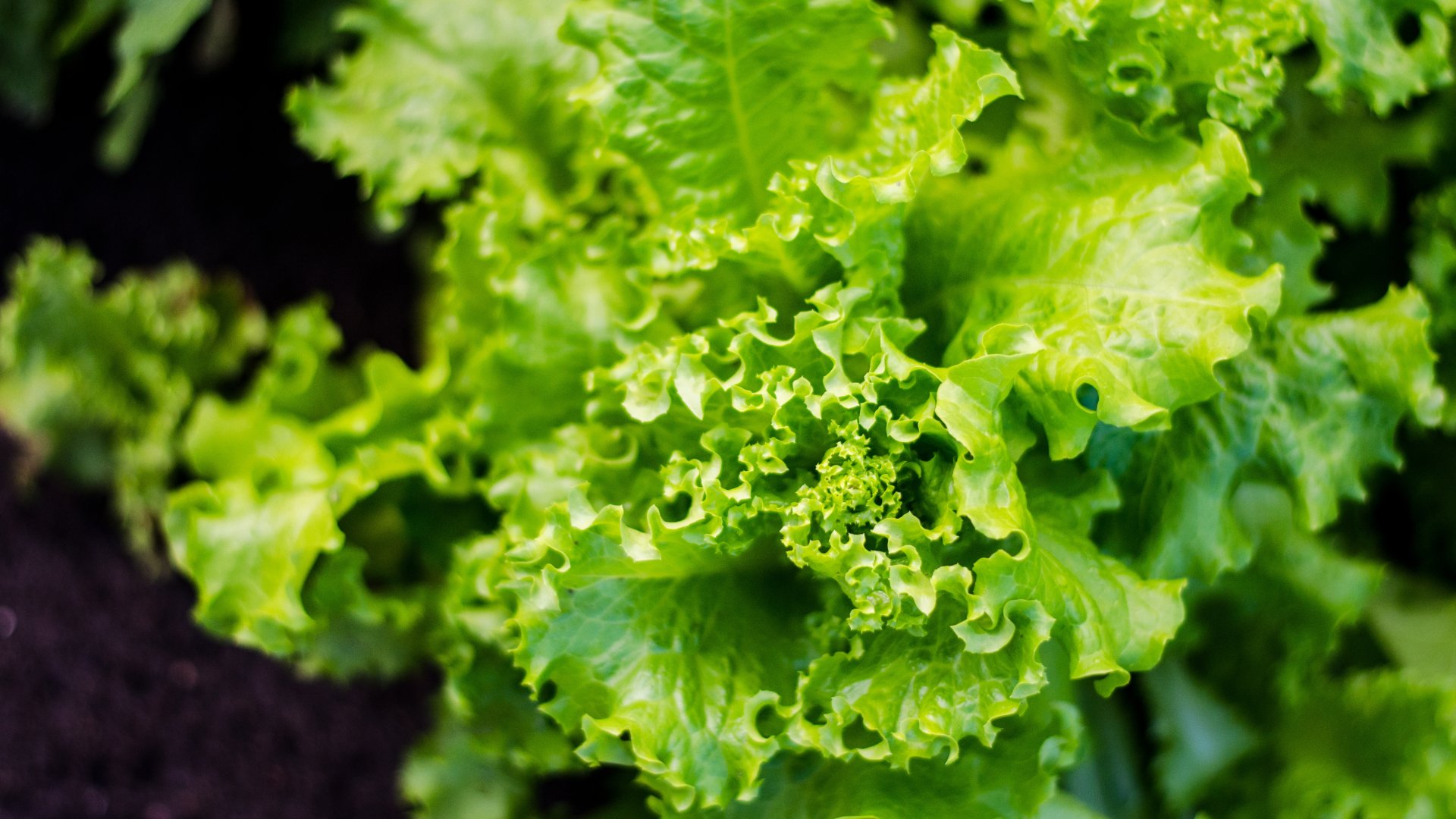 Guía completa para sembrar lechugas en invierno: ¡Aprovecha la temporada para disfrutar de ensaladas frescas todo el año!