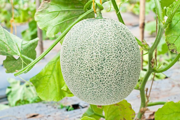 Guía completa para sembrar melones de secano: ¡Disfruta de una cosecha abundante y sabrosa!