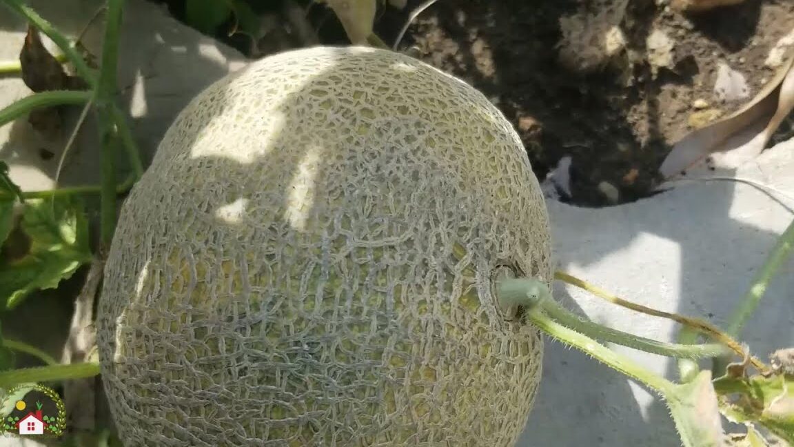 Guía completa para sembrar melones y disfrutar de una cosecha dulce y refrescante