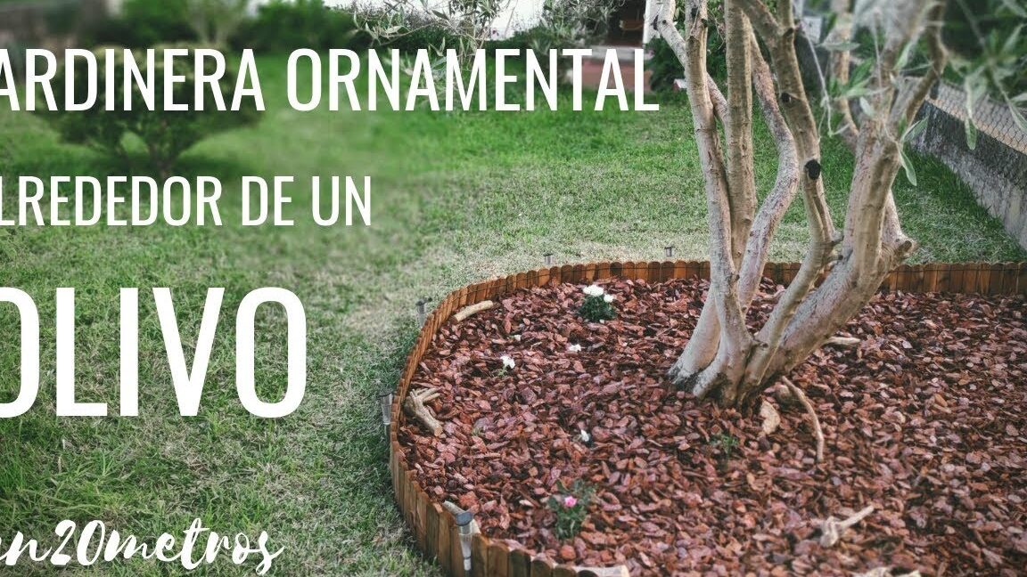 Guía completa para sembrar olivos: consejos, cuidados y beneficios