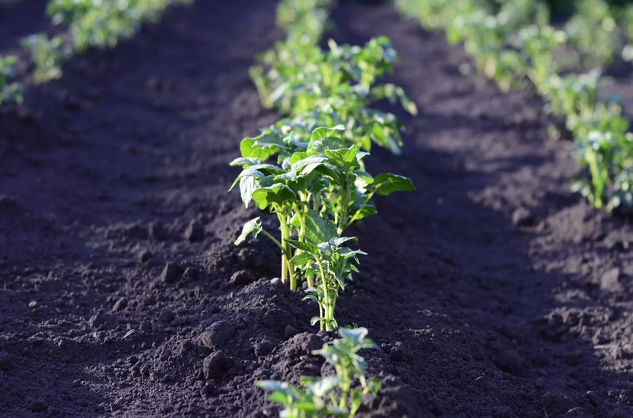 Guía completa para sembrar patatas en verano: ¡Disfruta de una cosecha abundante!