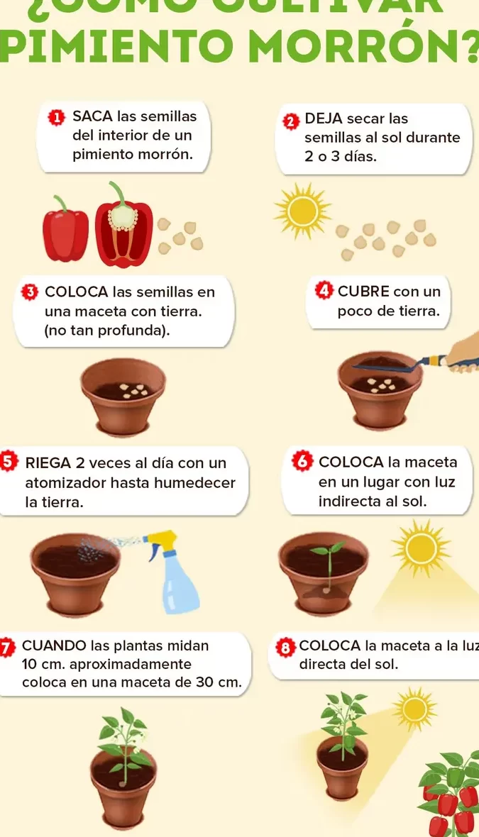 Guía completa para sembrar pepinos con éxito: consejos, cuidados y trucos