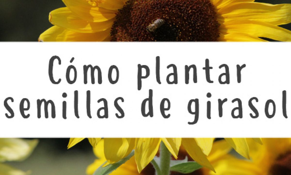 Guía completa para sembrar semillas de girasol: consejos y técnicas infalibles