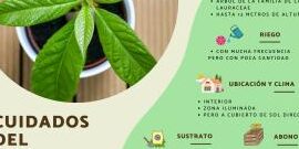 Guía completa para sembrar y cuidar almendros: tips, recomendaciones y consejos