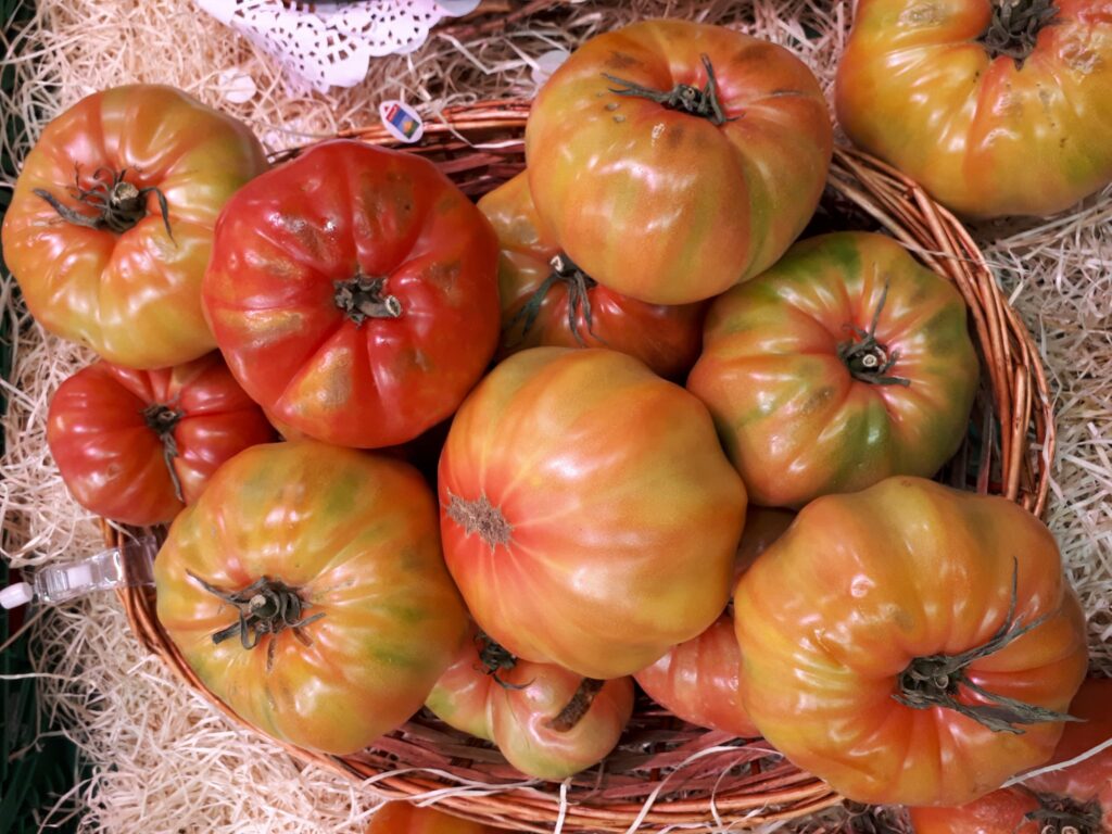 Guía completa para sembrar y cultivar semillas de tomate rosa de Barbastro