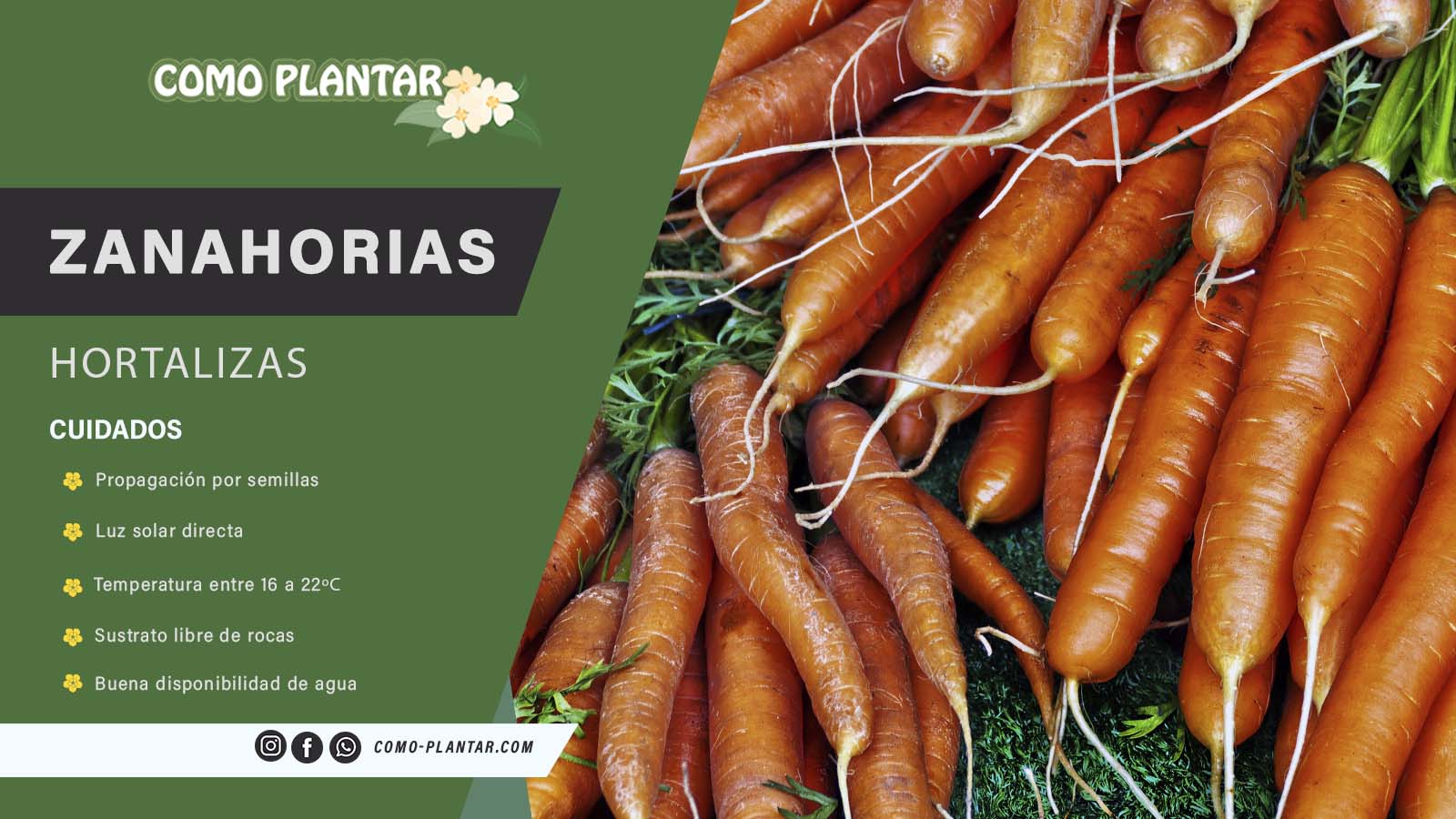 Guía completa para sembrar zanahorias en semillero: consejos, cuidados y trucos