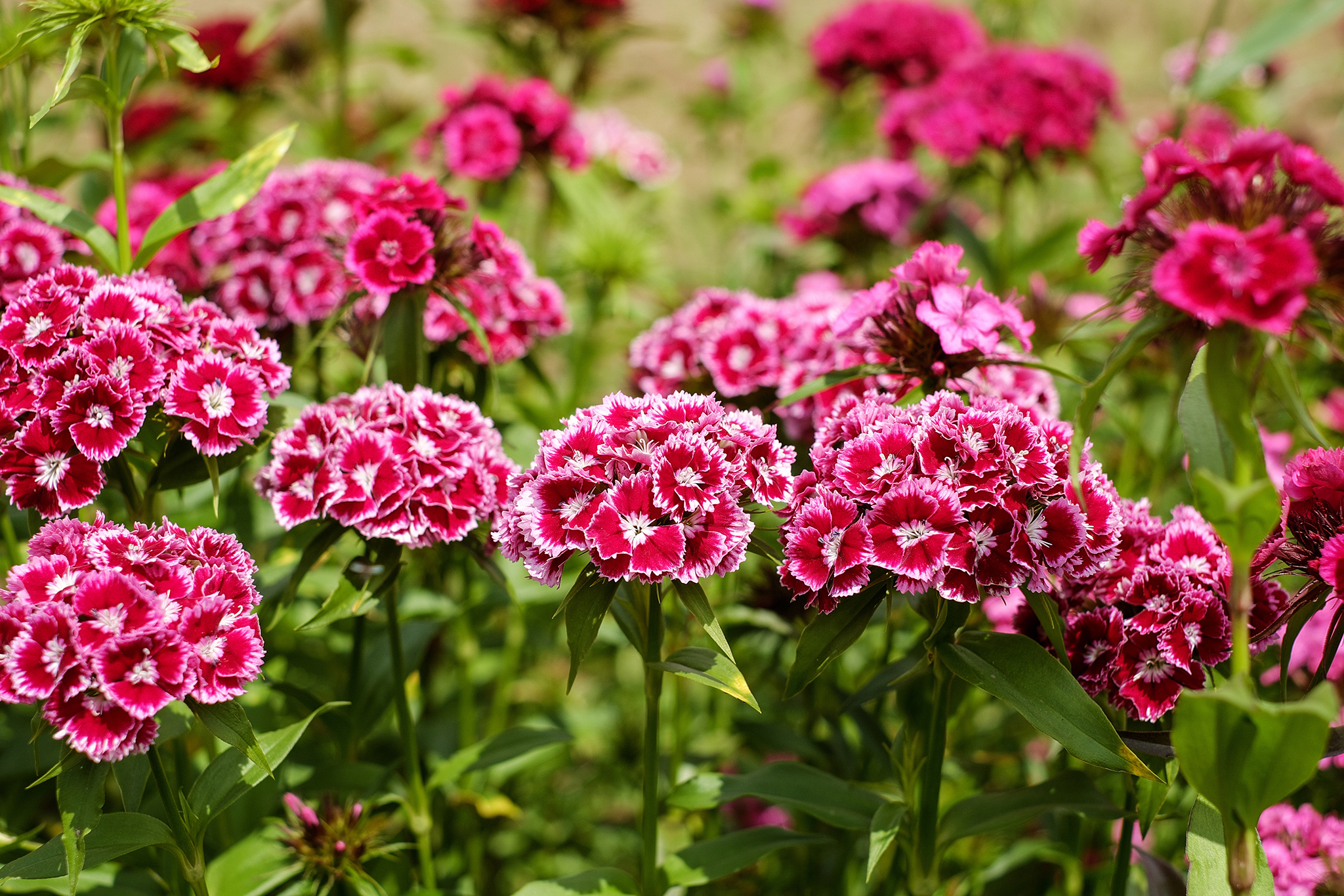 Guía completa: Qué sembrar en mayo para un jardín floreciente