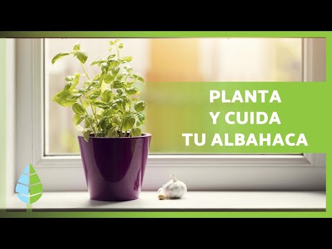 Guía completa sobre cómo plantar albahaca y disfrutar de sus beneficios en casa