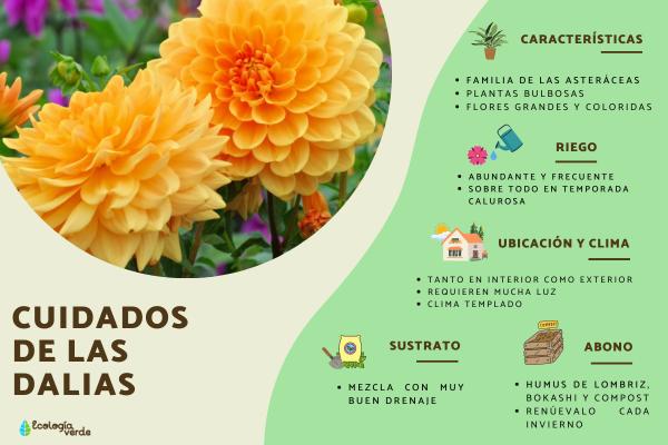 Guía completa sobre cómo plantar dalias: técnicas, cuidados y consejos