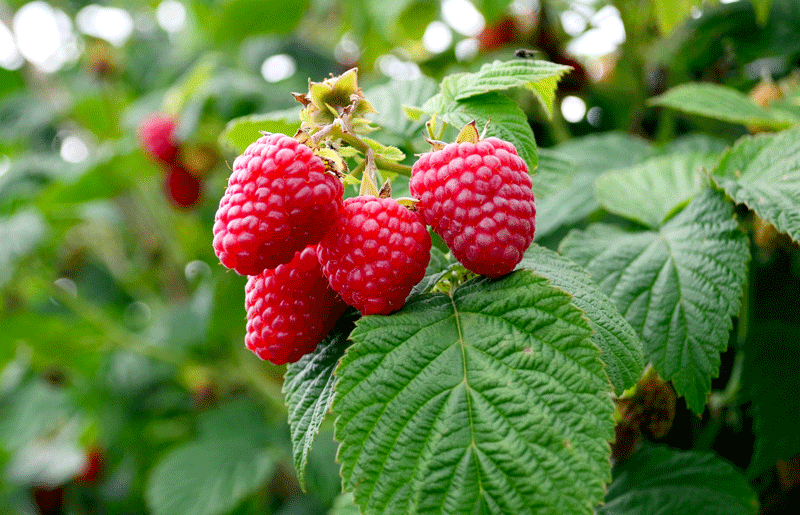 Guía completa sobre cómo plantar frambuesas y disfrutar de su delicioso cultivo