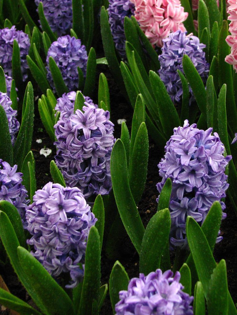 Guía completa sobre cómo plantar jacintos paso a paso