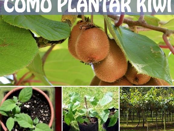 Guía completa sobre cómo plantar kiwis: pasos, consejos y cuidados