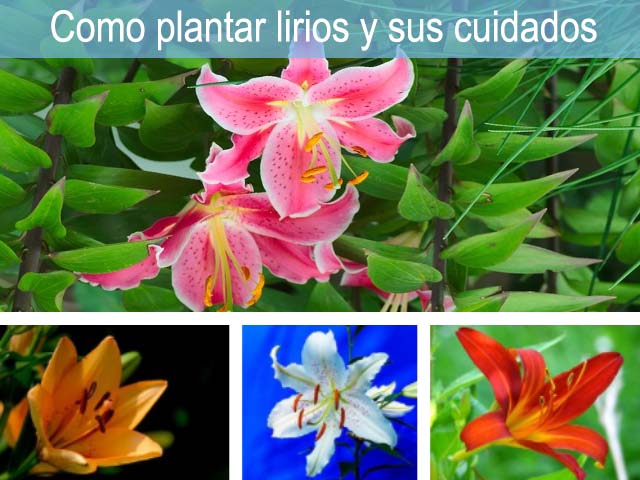 Guía completa sobre cómo plantar lirios: paso a paso y consejos prácticos